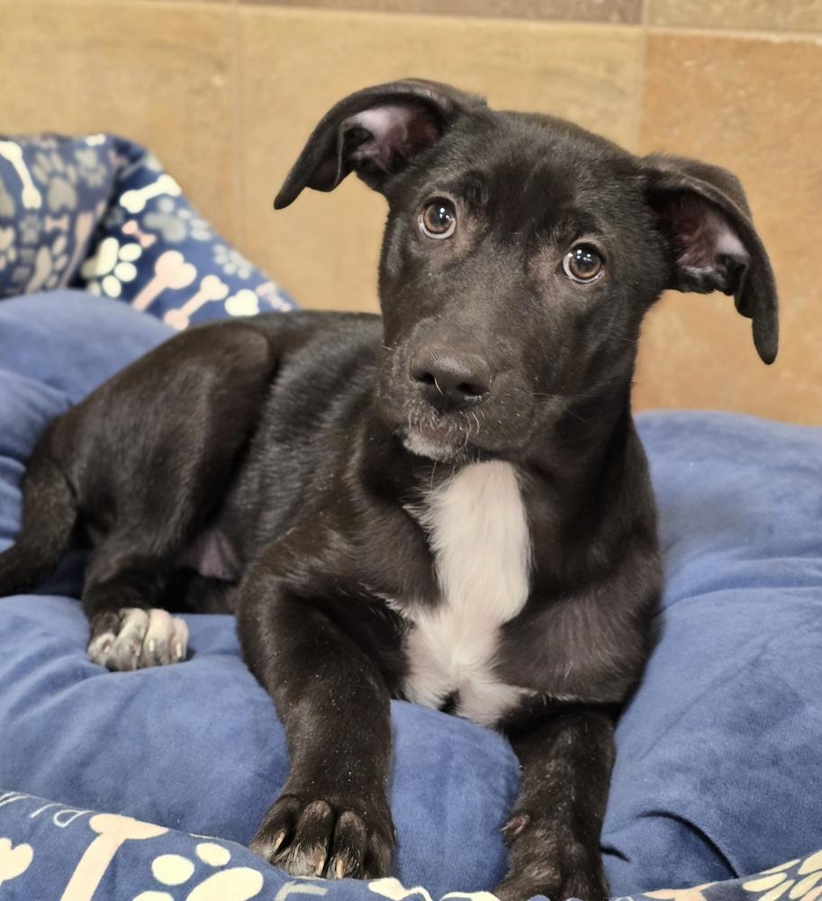 Mayla, Adoptable, Puppy Female German Shepherd Dog.