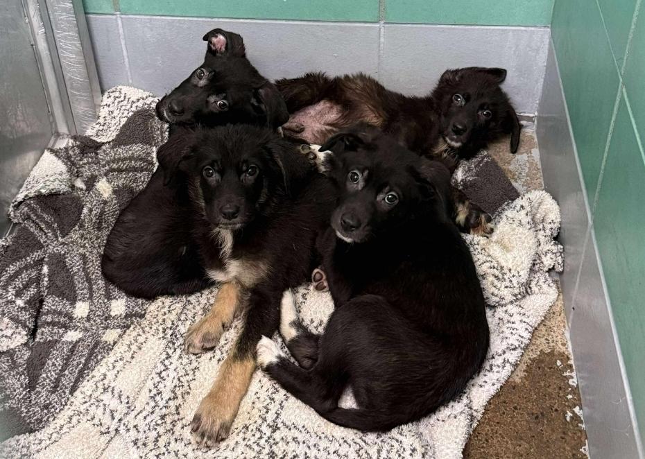 Enlarge Mayla, a Adoptable mixed breed in Sedalia, CO image 2/5