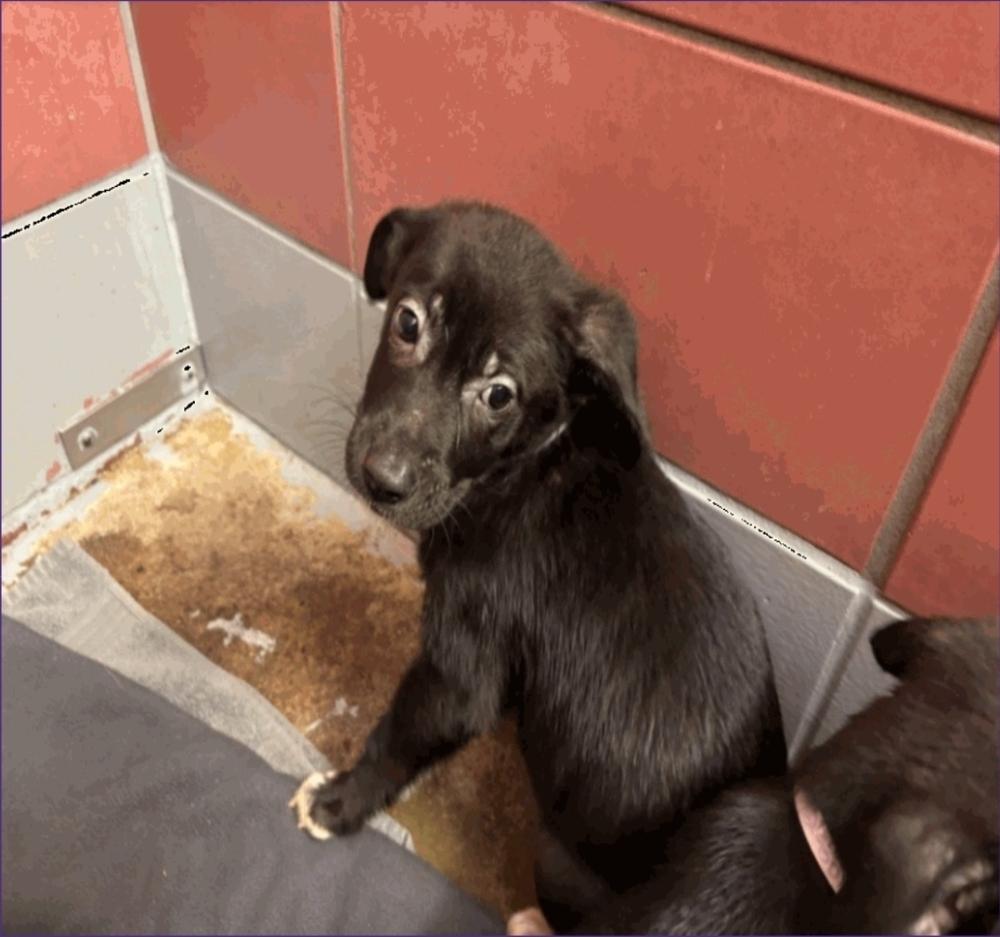 Enlarge Mayla, a Adoptable mixed breed in Sedalia, CO image 3/5