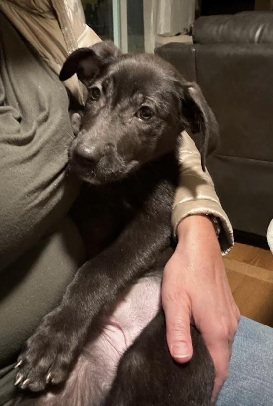 Enlarge Mayla, a Adoptable mixed breed in Sedalia, CO image 5/5