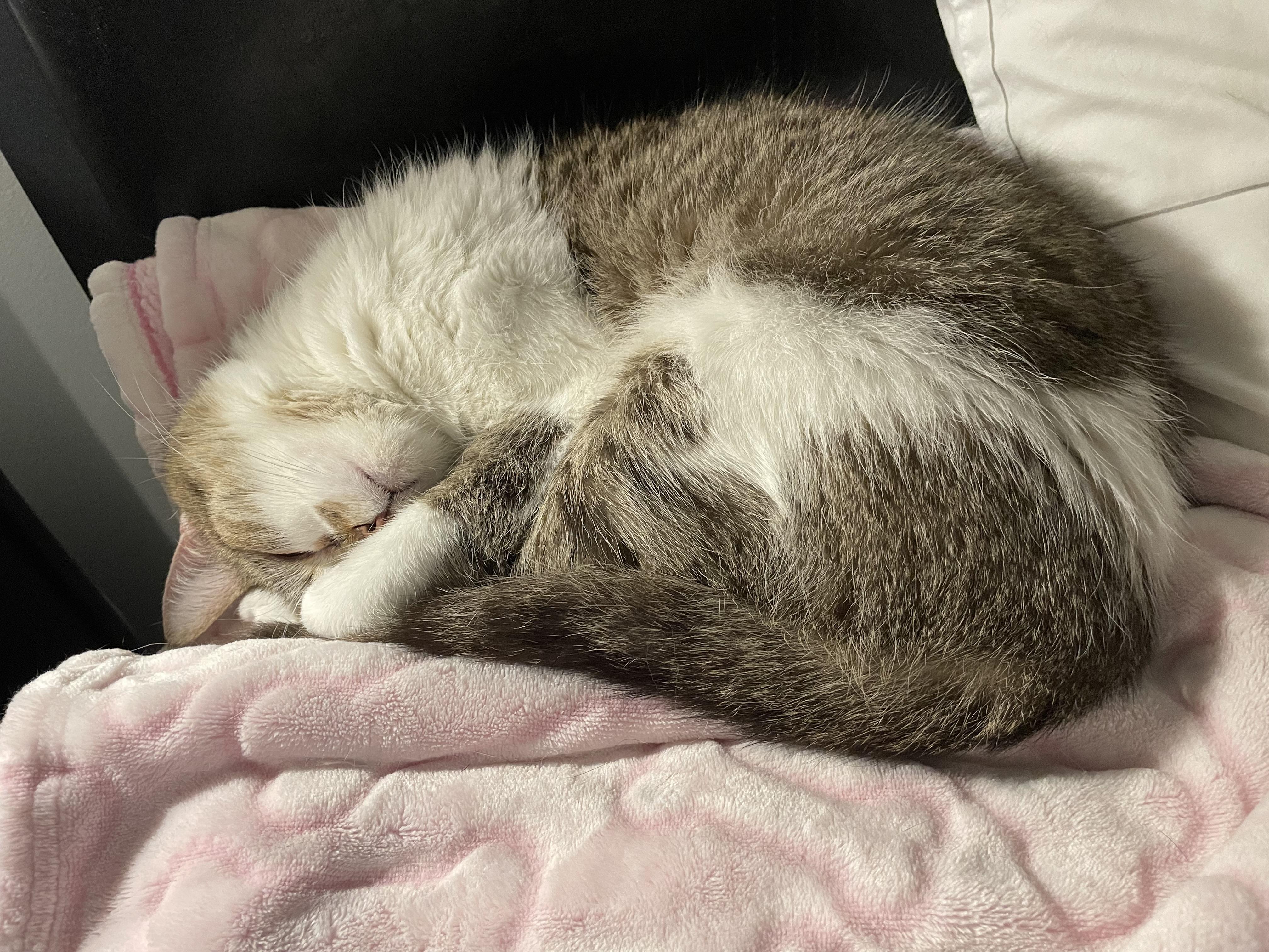 Enlarge Kiki, a ADOPTABLE mixed breed in Silverdale, WA image 3/5