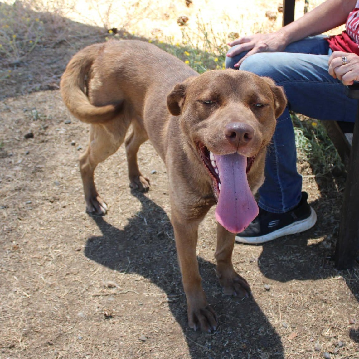 Happy, a ADOPTABLE mixed breed in Weaverville, CA image 3/6