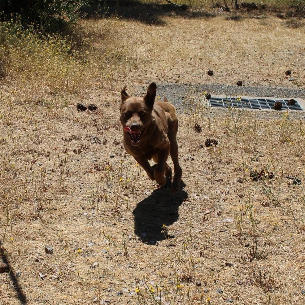 Happy, a ADOPTABLE mixed breed in Weaverville, CA image 2/6