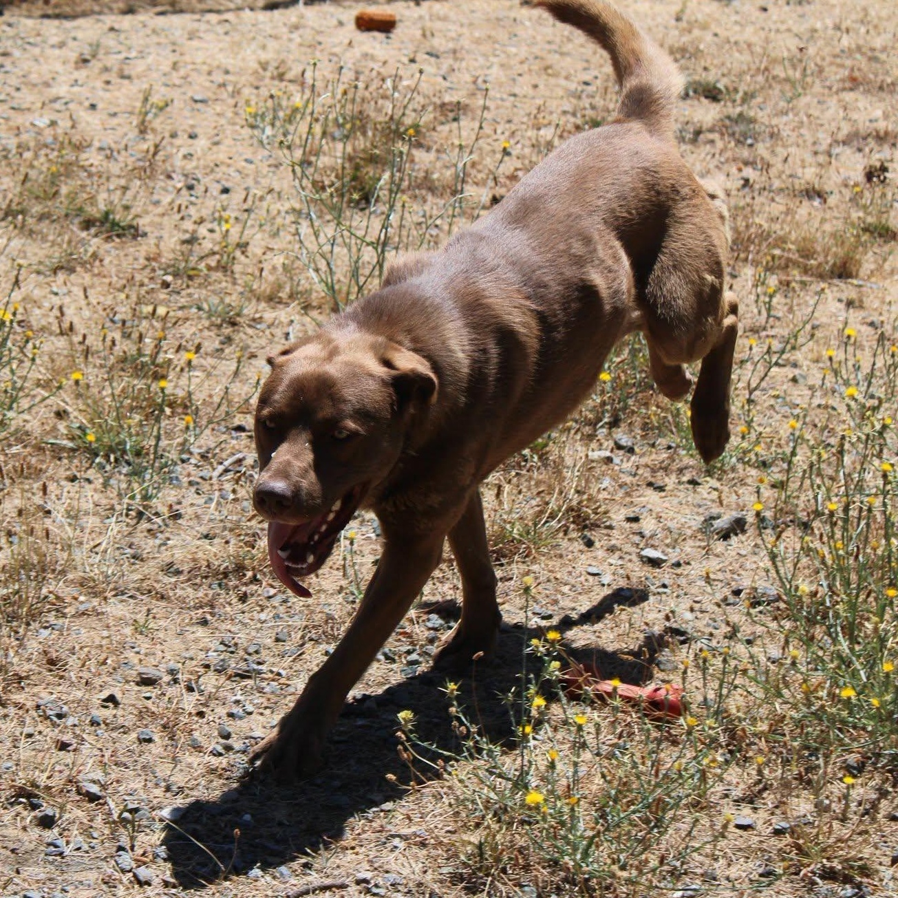 Happy, a ADOPTABLE mixed breed in Weaverville, CA image 5/6