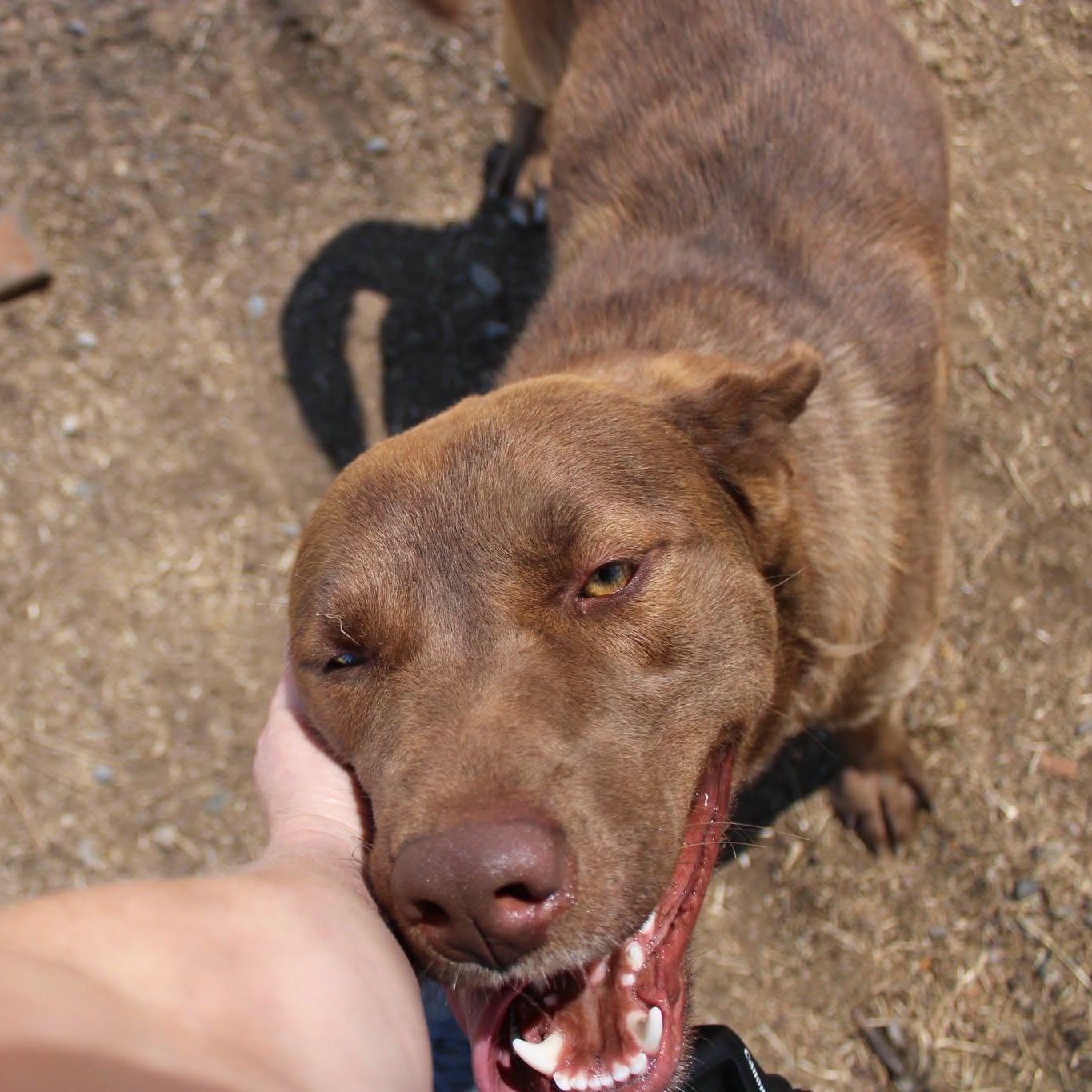 Happy, a ADOPTABLE mixed breed in Weaverville, CA image 6/6