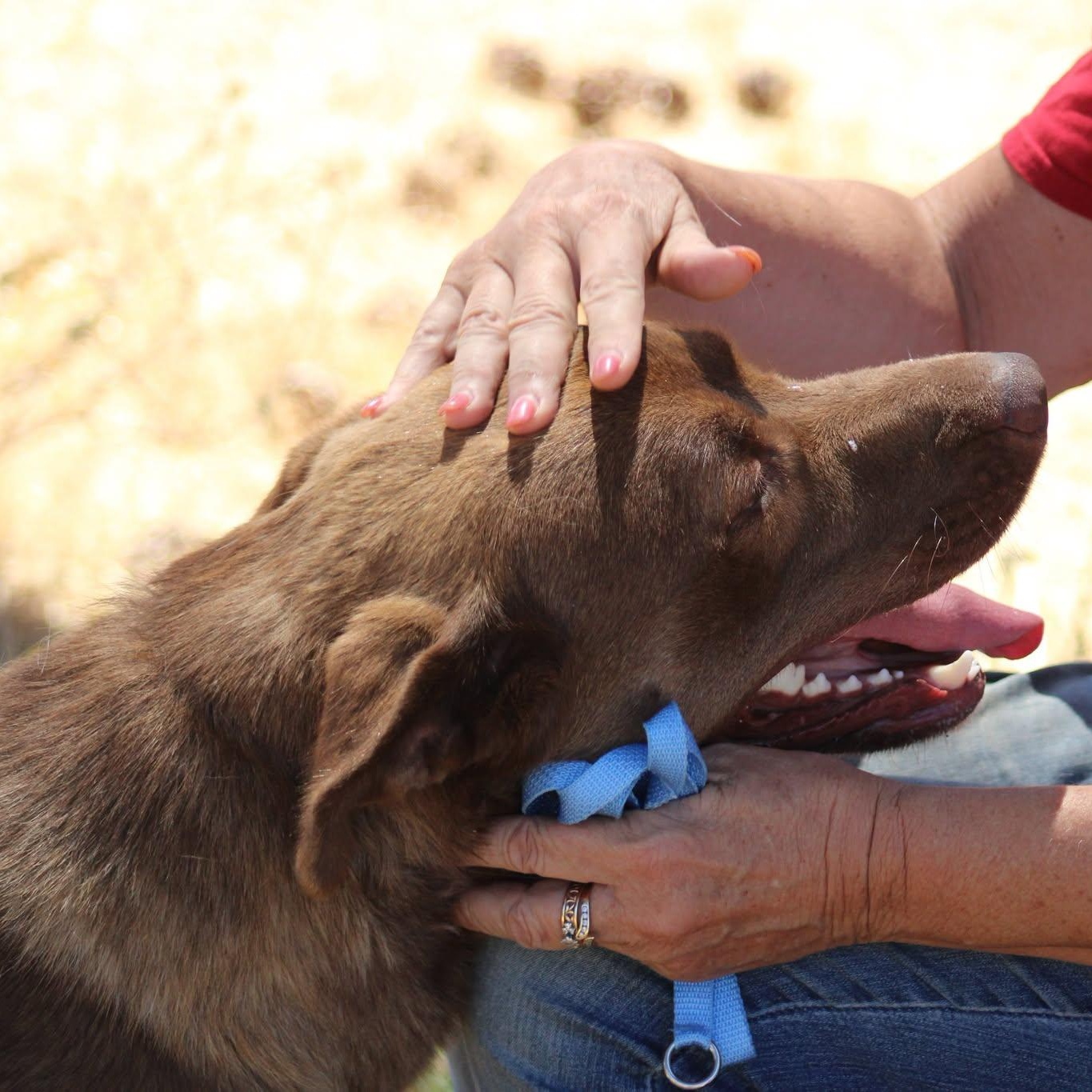 Happy, a ADOPTABLE mixed breed in Weaverville, CA image 4/6
