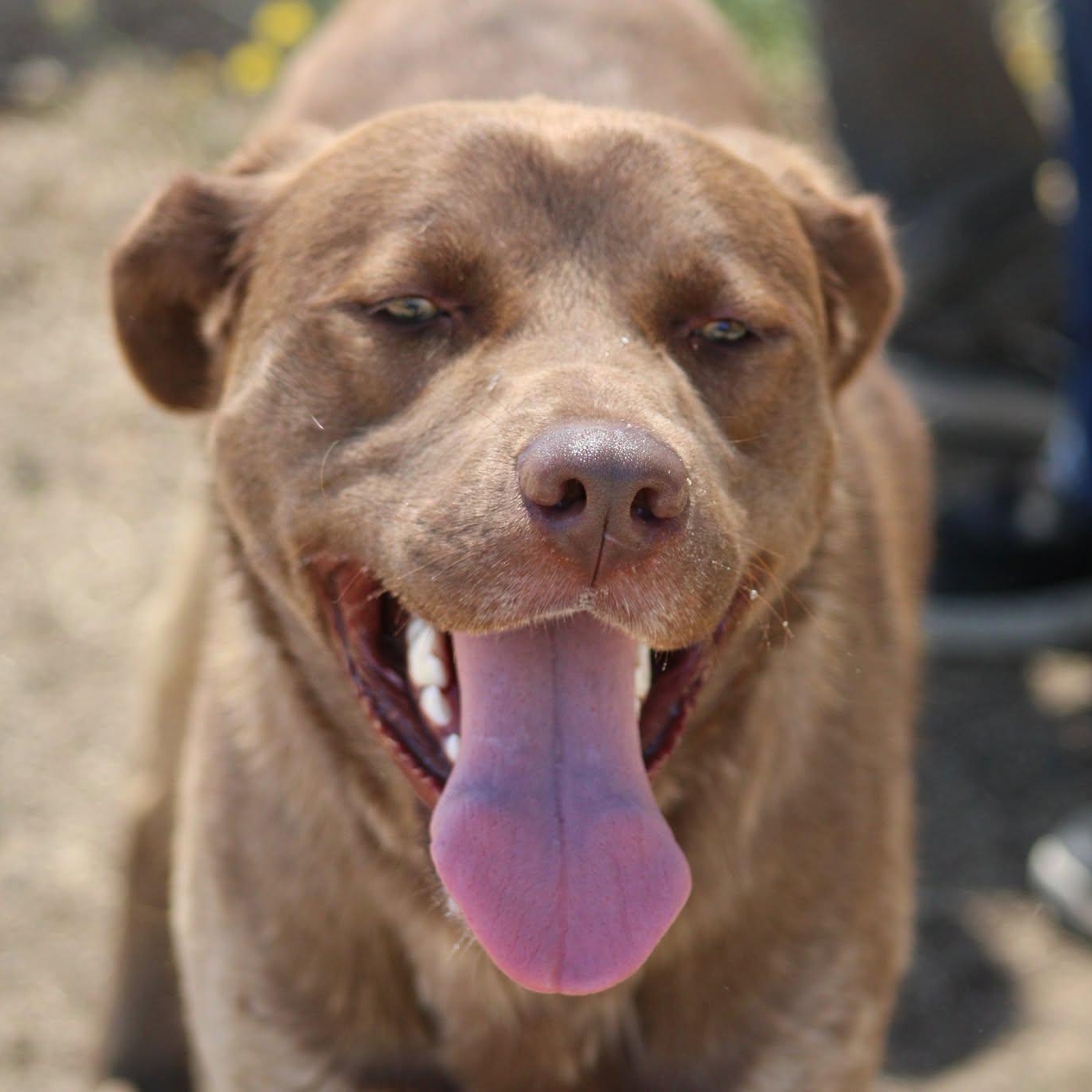 Happy, ADOPTABLE, Adult Male Labrador Retriever.