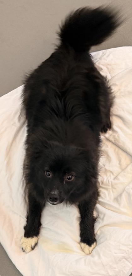 Fluffball, Adoptable, Adult Female Pomeranian & Mixed Breed.
