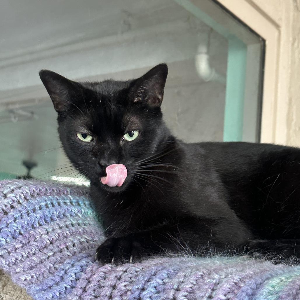Enlarge Major Tom, a Adoptable Domestic Short Hair in Tucson, AZ image 1/1