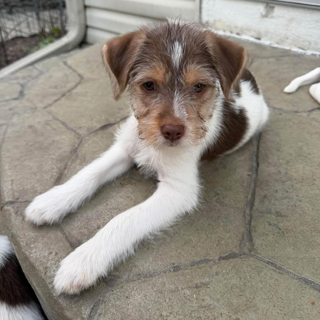 Gummy, Adoptable, Puppy Male Terrier & Mixed Breed.
