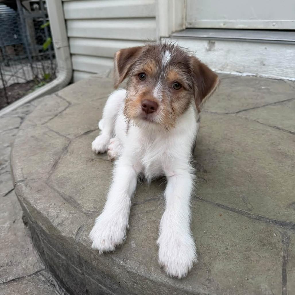 Enlarge Gummy, a Adoptable mixed breed in Joliet, IL image 2/3