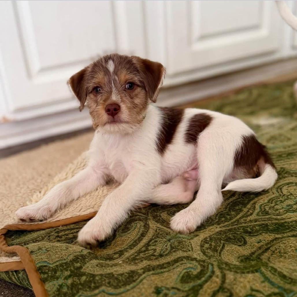 Enlarge Gummy, a Adoptable mixed breed in Joliet, IL image 3/3