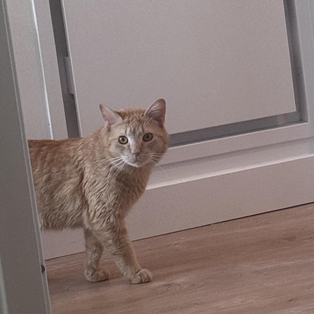 Breeze, Adoptable, Adult Male Domestic Short Hair.
