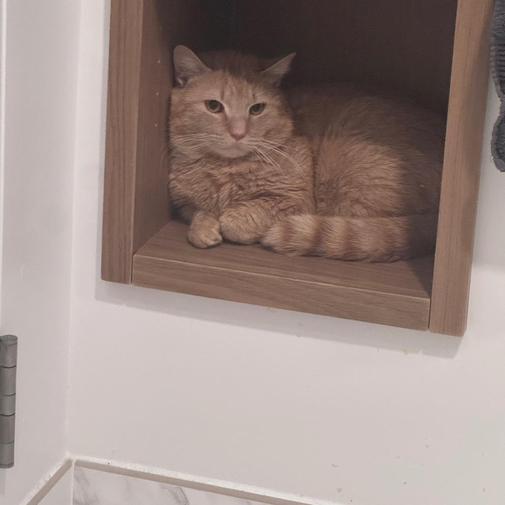 Enlarge Breeze, a Adoptable Domestic Short Hair in New York, NY image 1/6