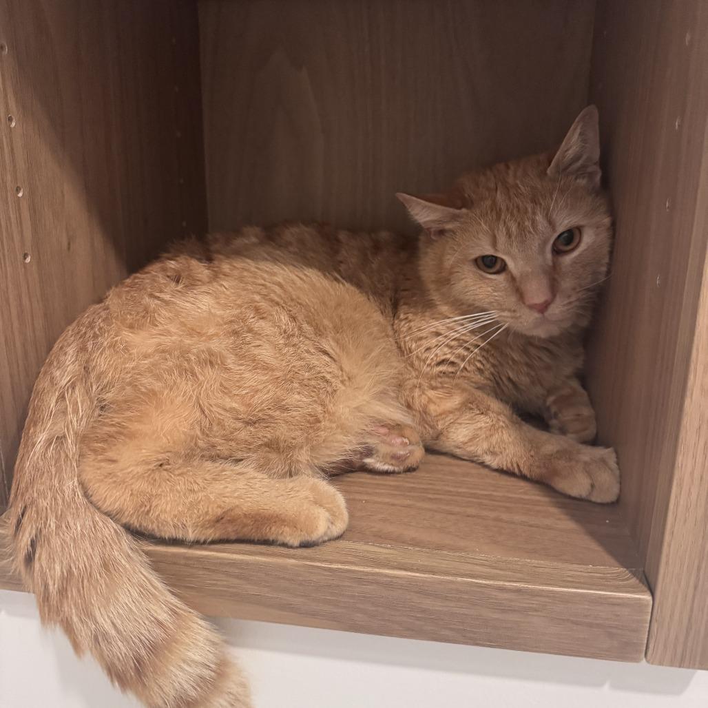 Enlarge Breeze, a Adoptable Domestic Short Hair in New York, NY image 2/6