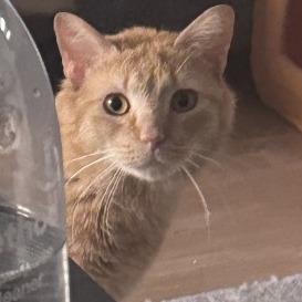 Enlarge Breeze, a Adoptable Domestic Short Hair in New York, NY image 3/6