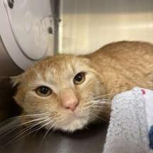 Enlarge Breeze, a Adoptable Domestic Short Hair in New York, NY image 3/6