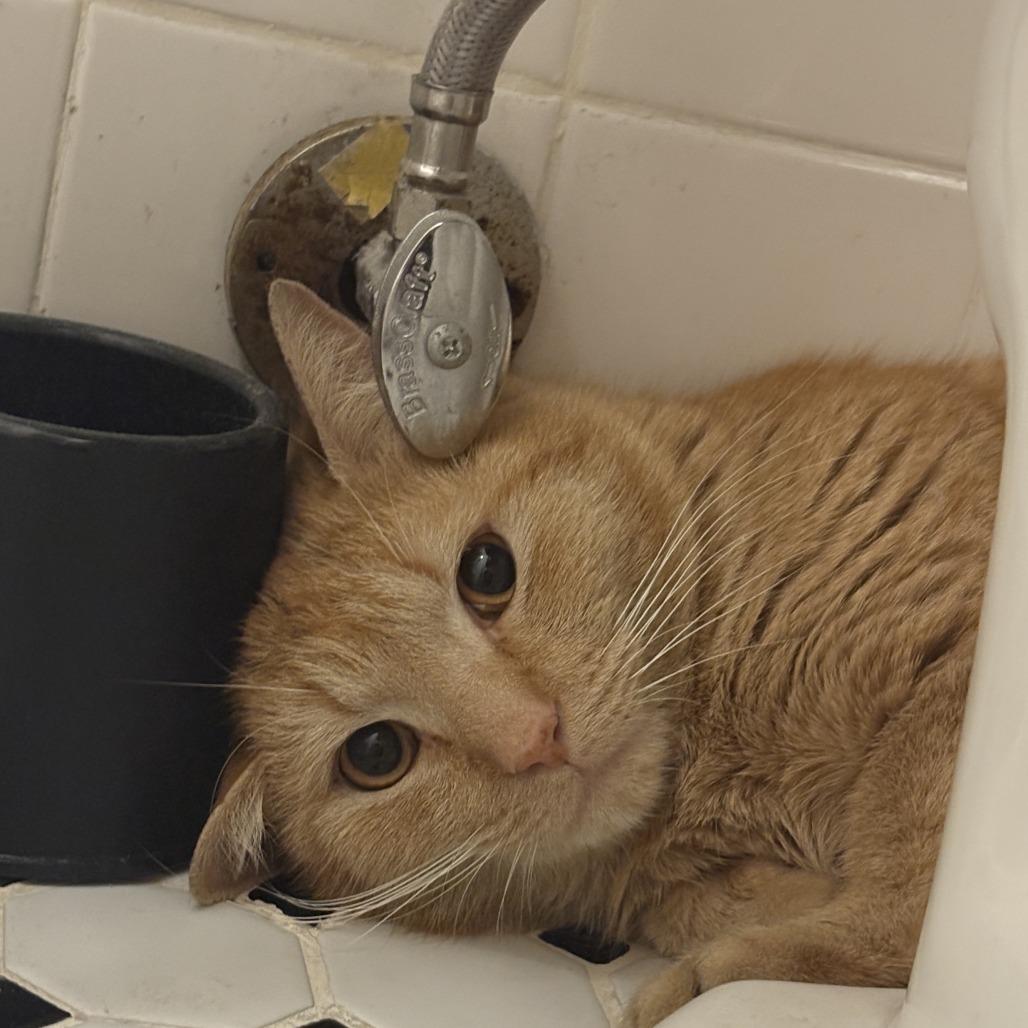 Enlarge Breeze, a Adoptable Domestic Short Hair in New York, NY image 4/6