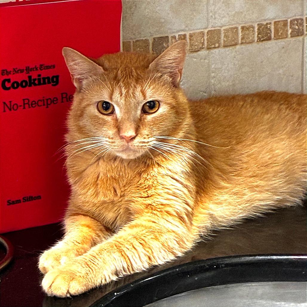Enlarge Breeze, a Adoptable Domestic Short Hair in New York, NY image 3/5
