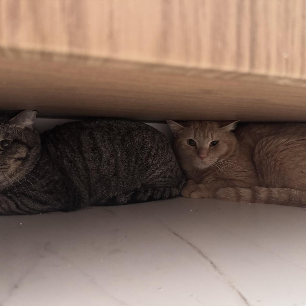 Enlarge Breeze, a Adoptable Domestic Short Hair in New York, NY image 5/6