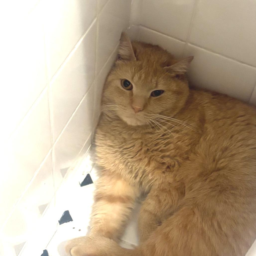 Enlarge Breeze, a Adoptable Domestic Short Hair in New York, NY image 6/6