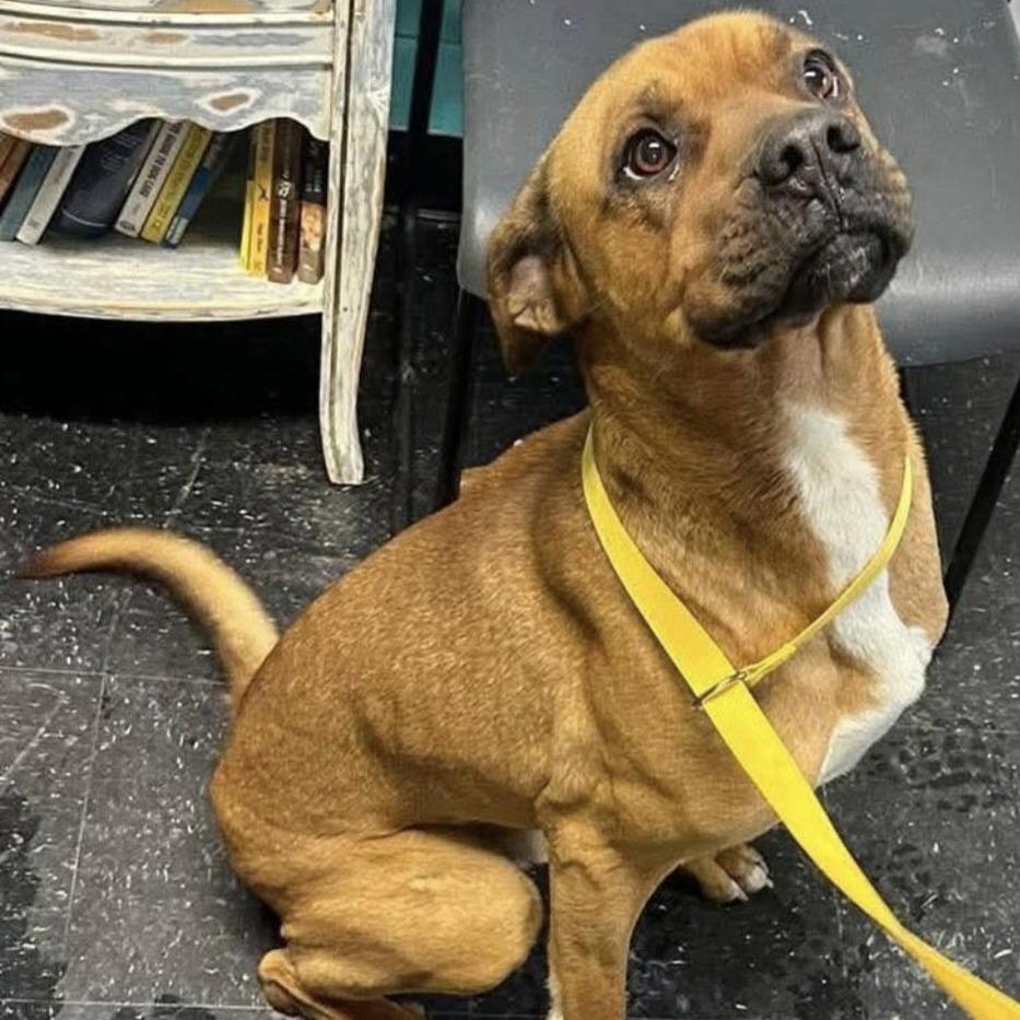 Enlarge Pongo, a Adoptable mixed breed in Berkeley Springs, WV image 1/1