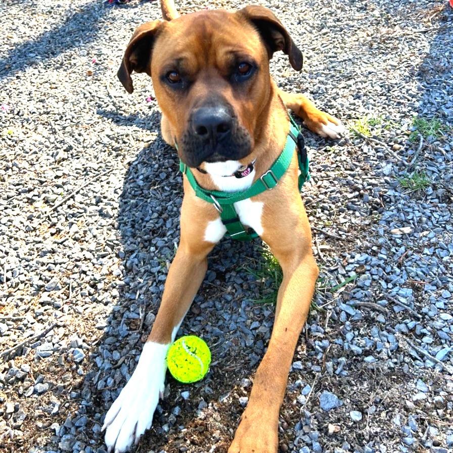 Pongo, a Adoptable mixed breed in Berkeley Springs, WV image 2/2