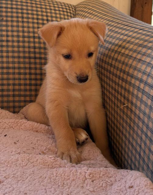 Butterball, Adoptable, Puppy Female Labrador Retriever.