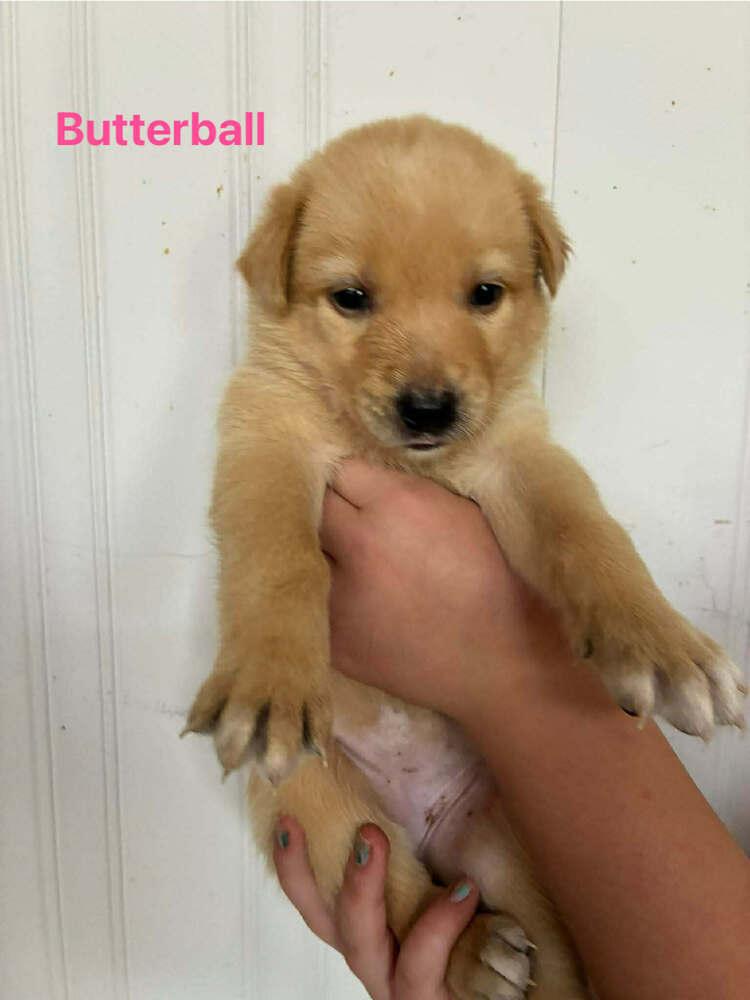 Butterball, a Adoptable mixed breed in Troy, VA image 2/2