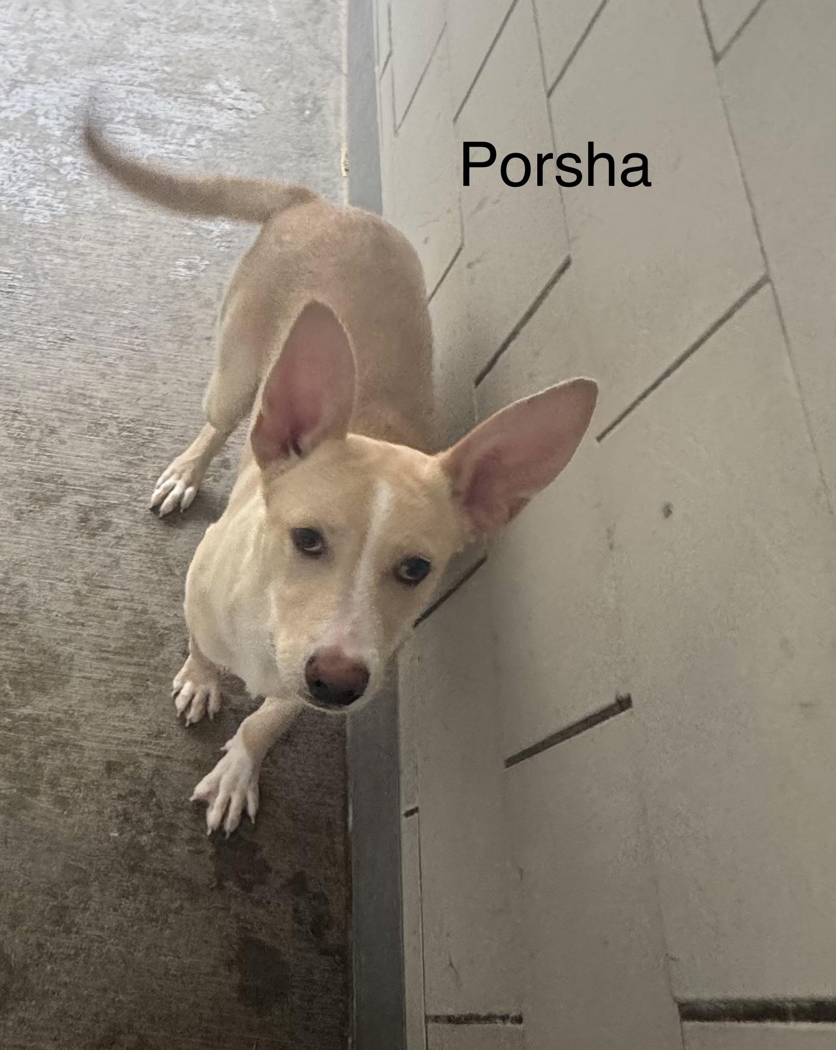 Porsha, adopted, Young Female Shepherd & Husky.