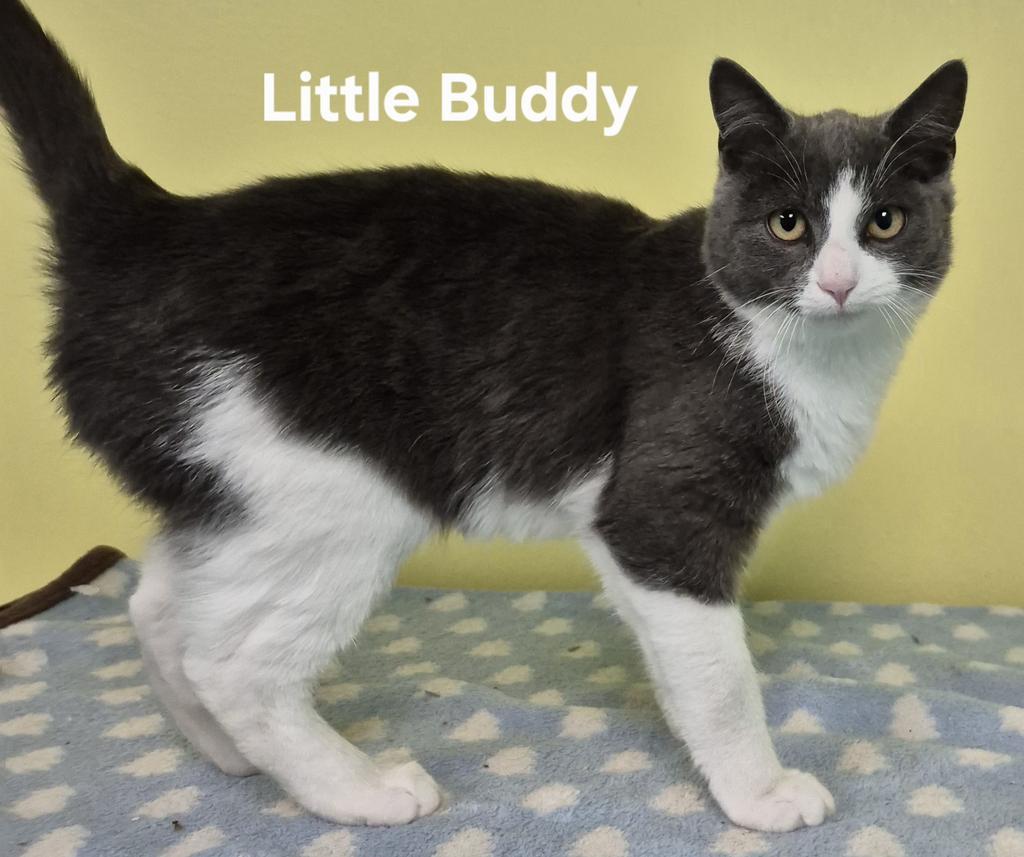 Little Buddy, Adopted, Young Male Domestic Short Hair.