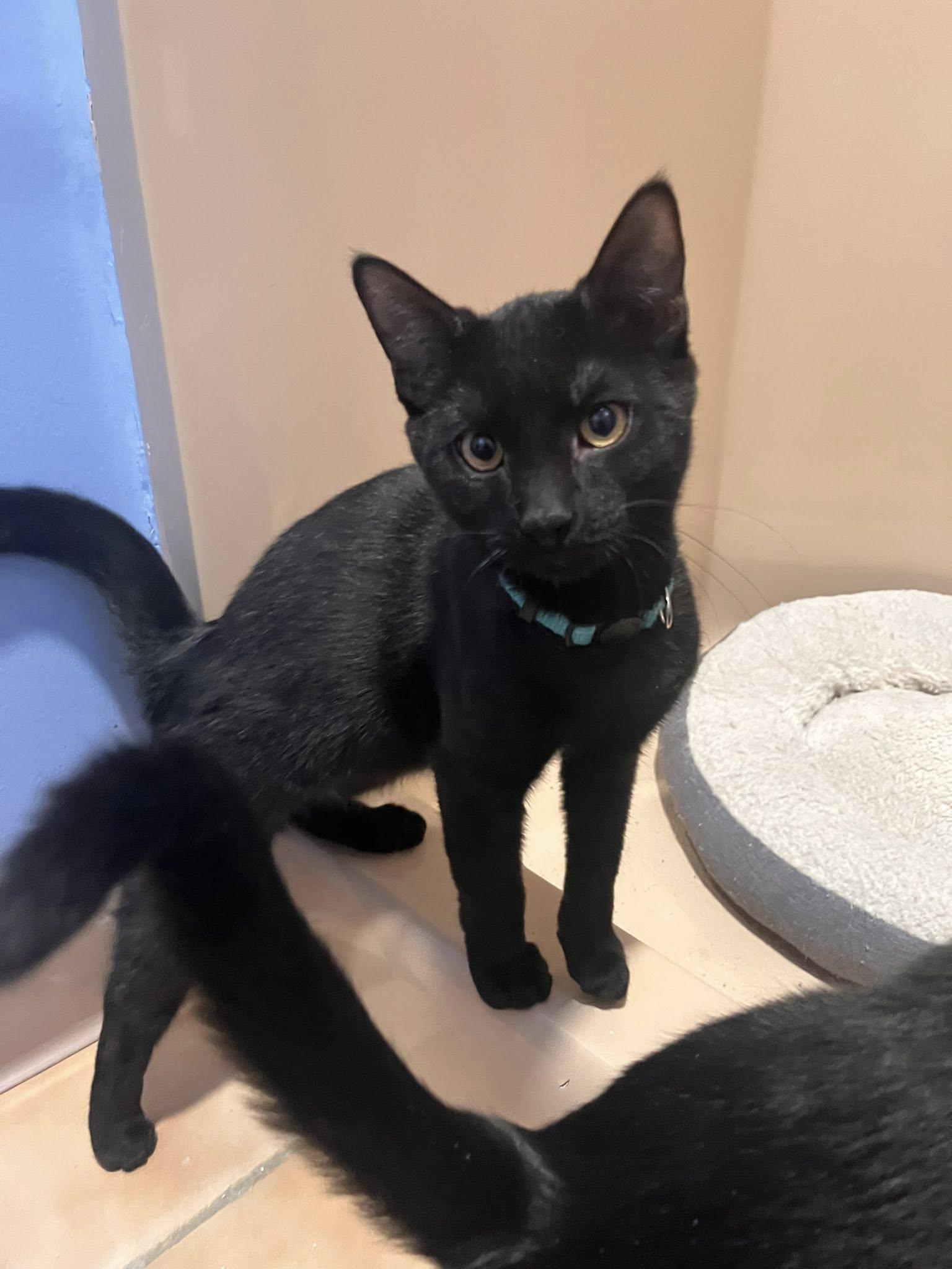 Enlarge Elphaba (F), Boq (M), and Fiyero (M), a ADOPTABLE Domestic Short Hair in New Britain, CT image 3/6