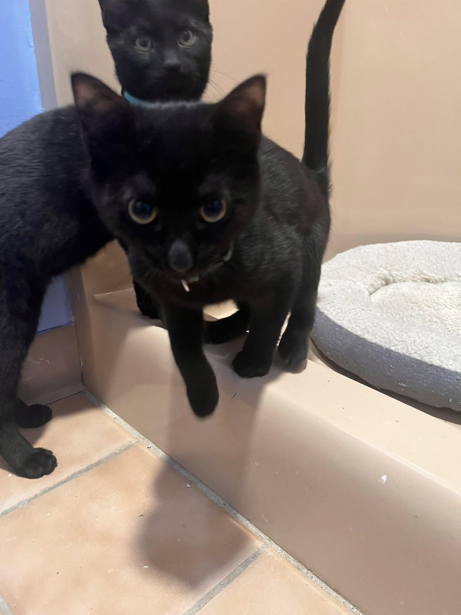 Enlarge Elphaba (F), Boq (M), and Fiyero (M), a ADOPTABLE Domestic Short Hair in New Britain, CT image 1/6