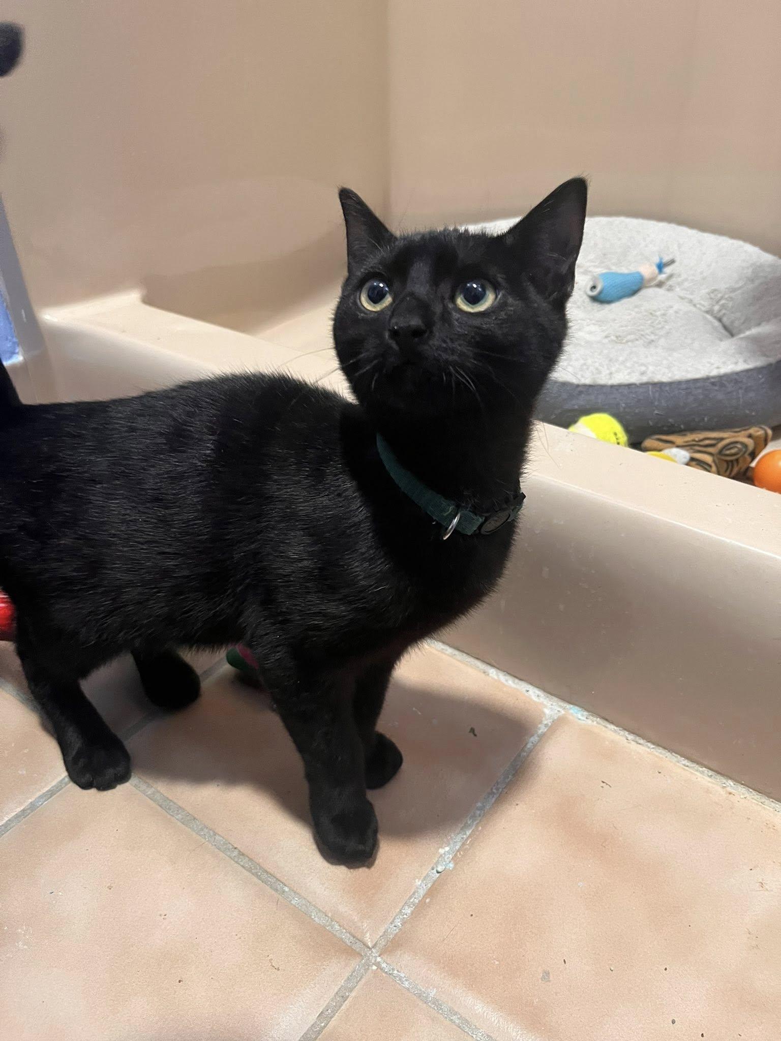 Enlarge Elphaba (F), Boq (M), and Fiyero (M), a ADOPTABLE Domestic Short Hair in New Britain, CT image 4/6
