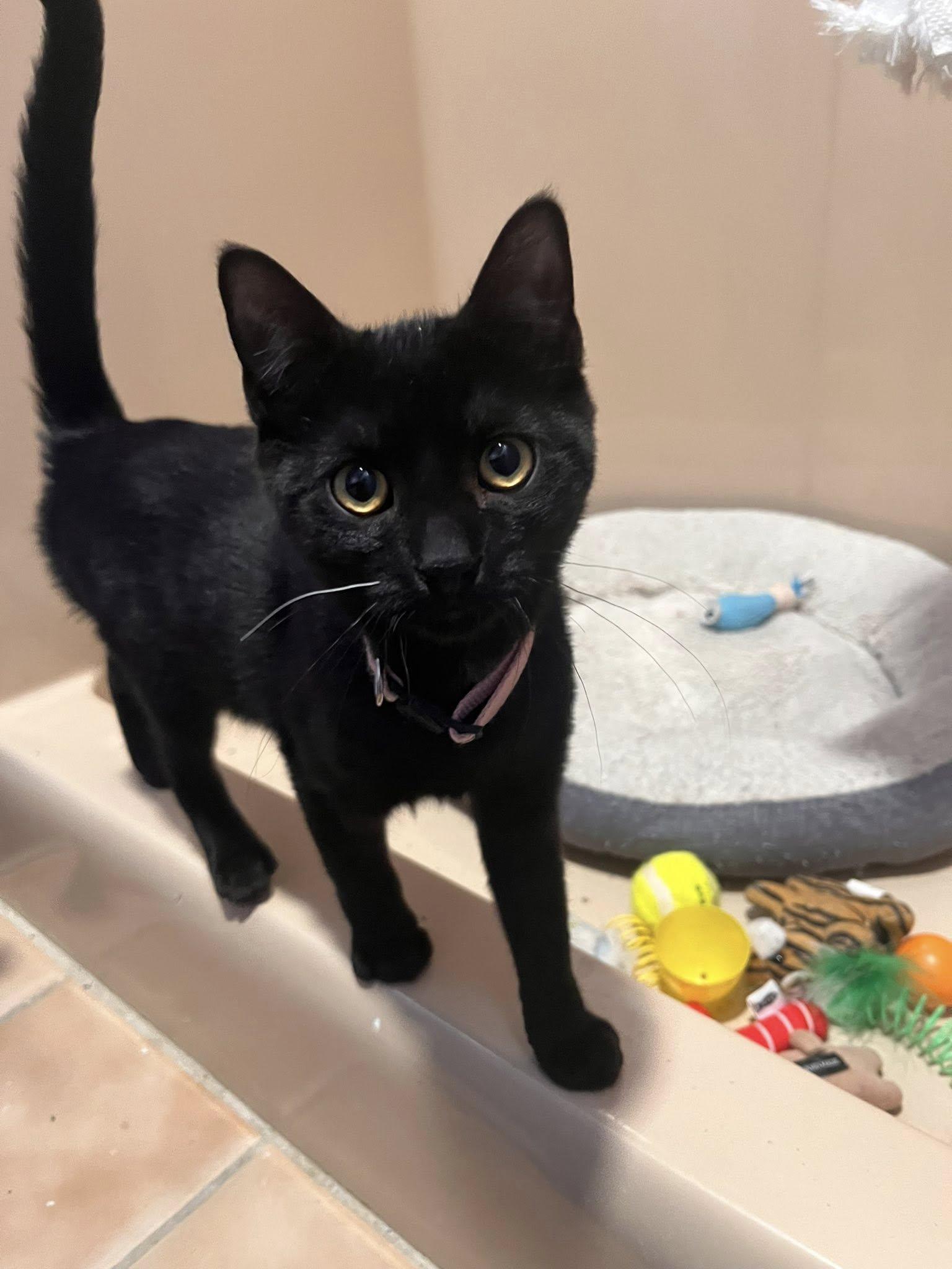 Enlarge Elphaba (F), Boq (M), and Fiyero (M), a ADOPTABLE Domestic Short Hair in New Britain, CT image 5/6