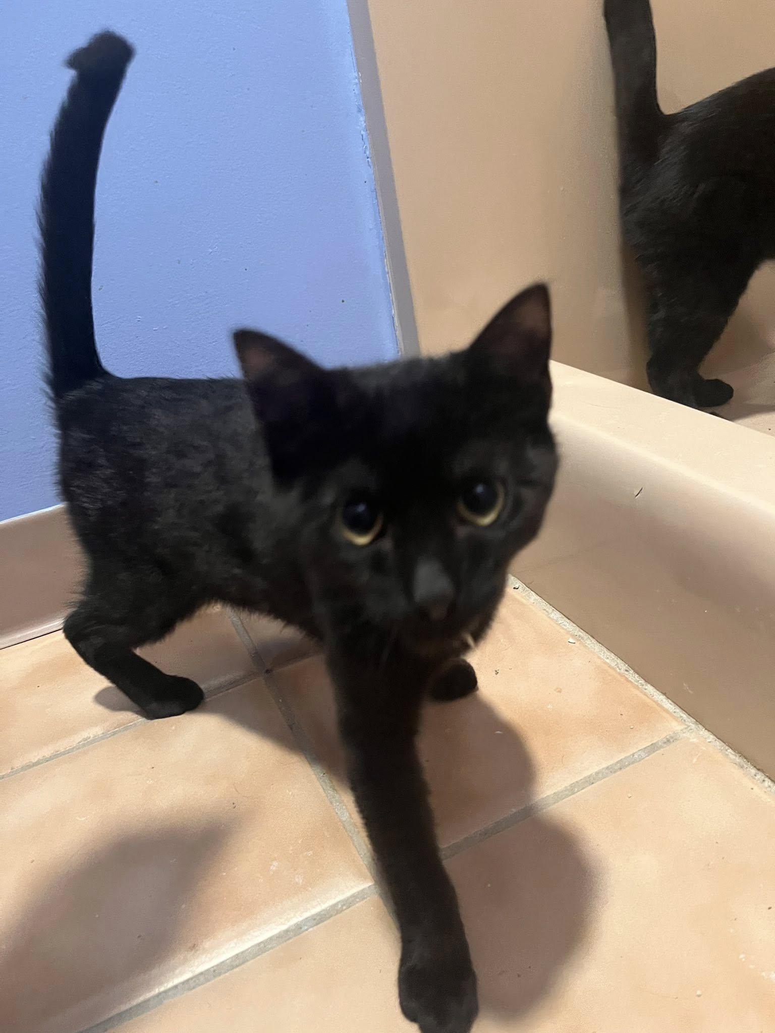 Enlarge Elphaba (F), Boq (M), and Fiyero (M), a ADOPTABLE Domestic Short Hair in New Britain, CT image 2/6