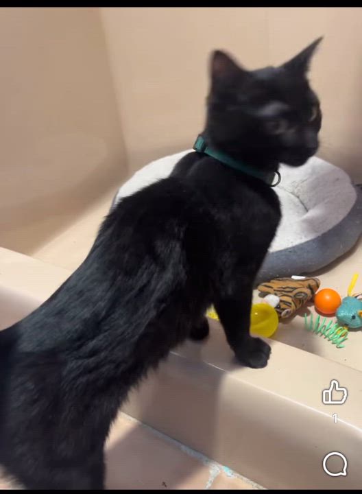 Enlarge Elphaba (F), Boq (M), and Fiyero (M), a ADOPTABLE Domestic Short Hair in New Britain, CT video 6/6