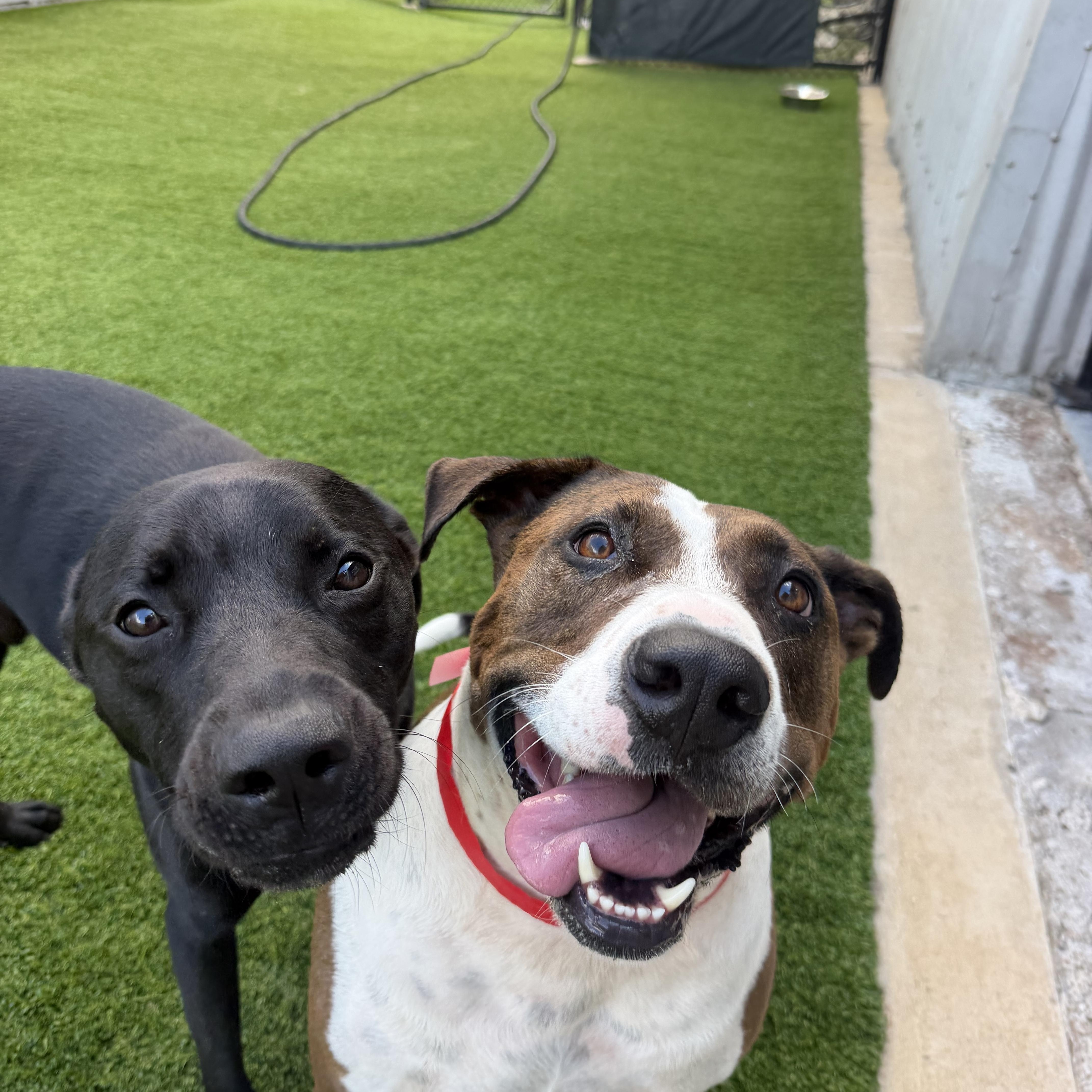 Enlarge Meatloaf, a Adoptable mixed breed in Birmingham, AL image 2/6
