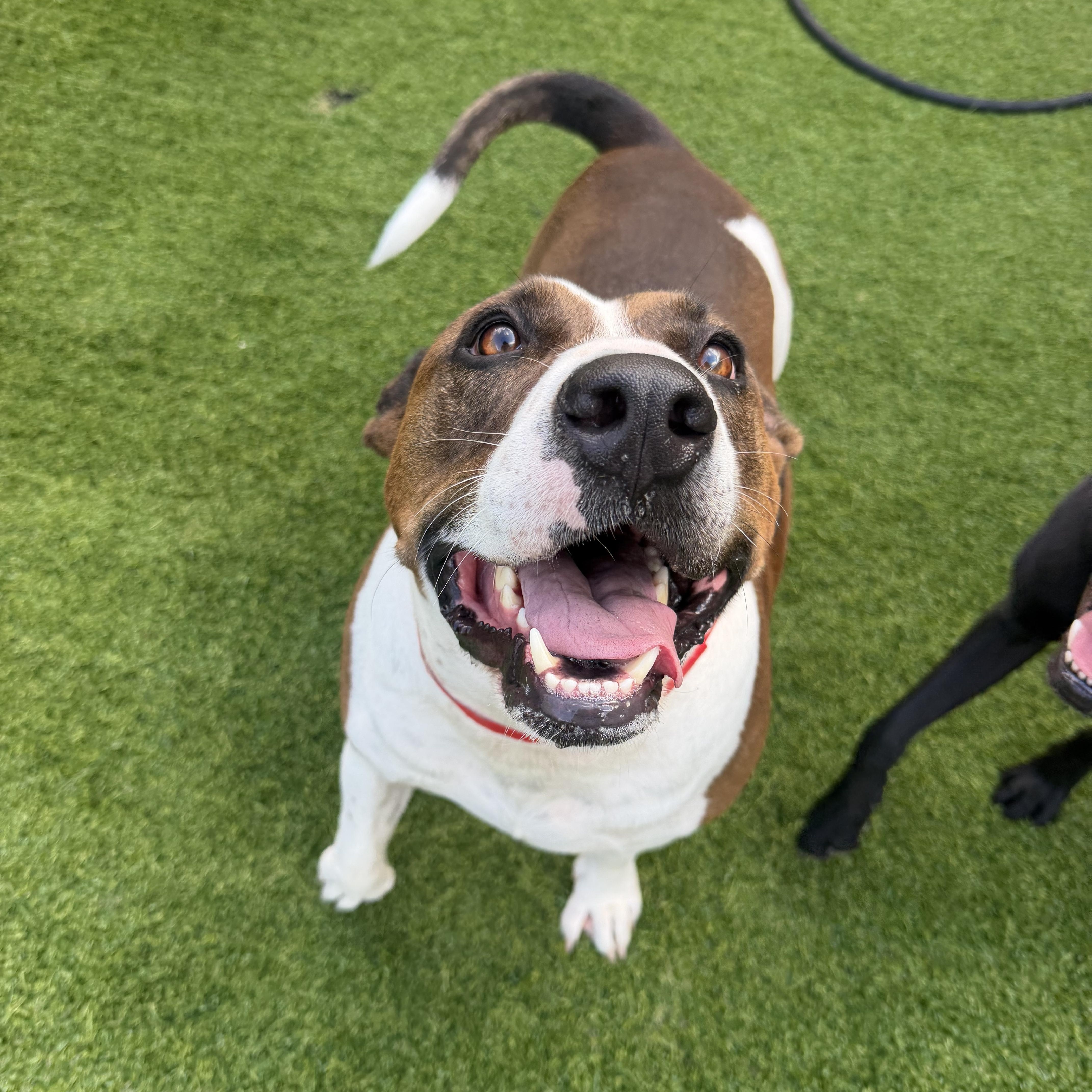 Enlarge Meatloaf, a Adoptable mixed breed in Birmingham, AL image 3/6