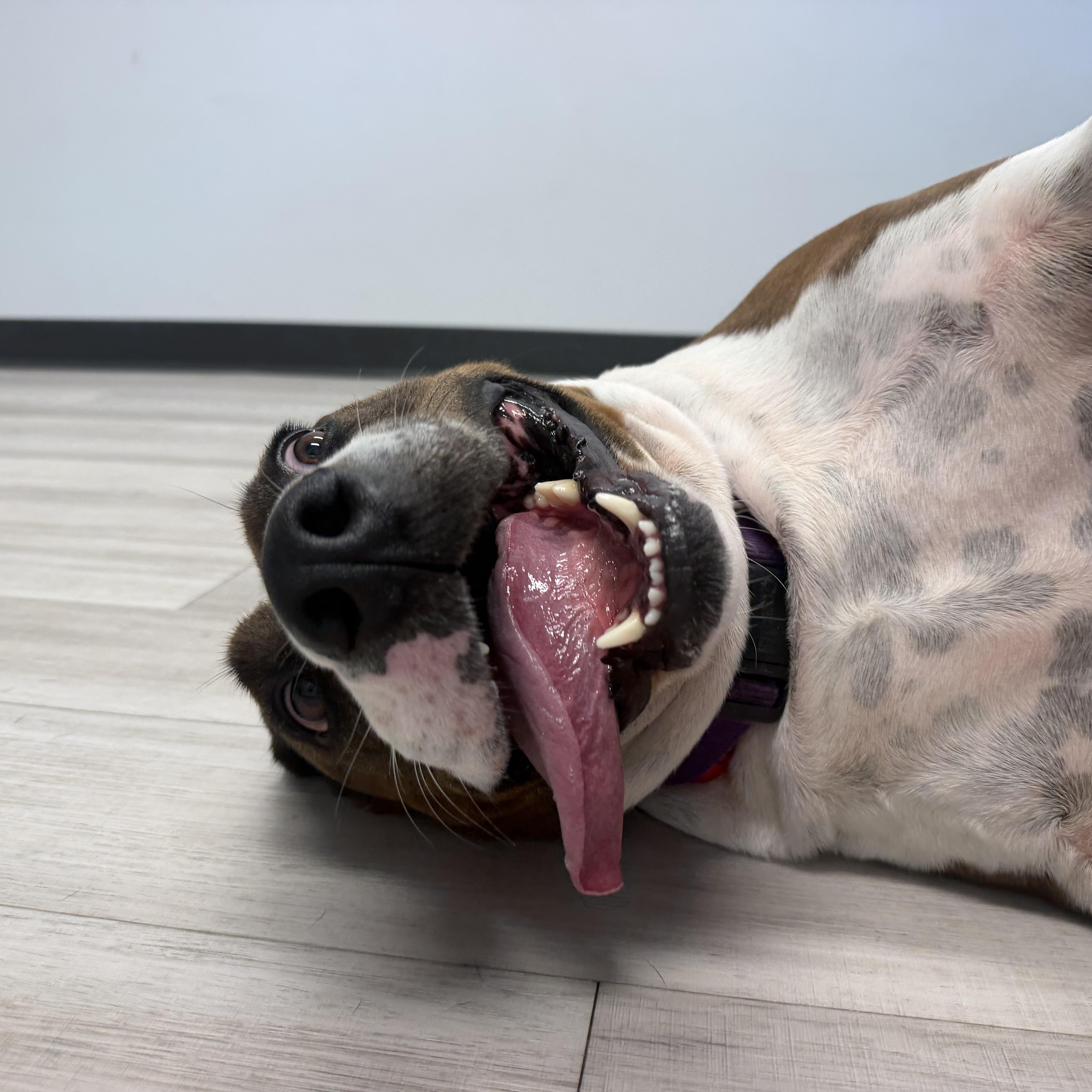 Enlarge Meatloaf, a Adoptable mixed breed in Birmingham, AL image 5/6