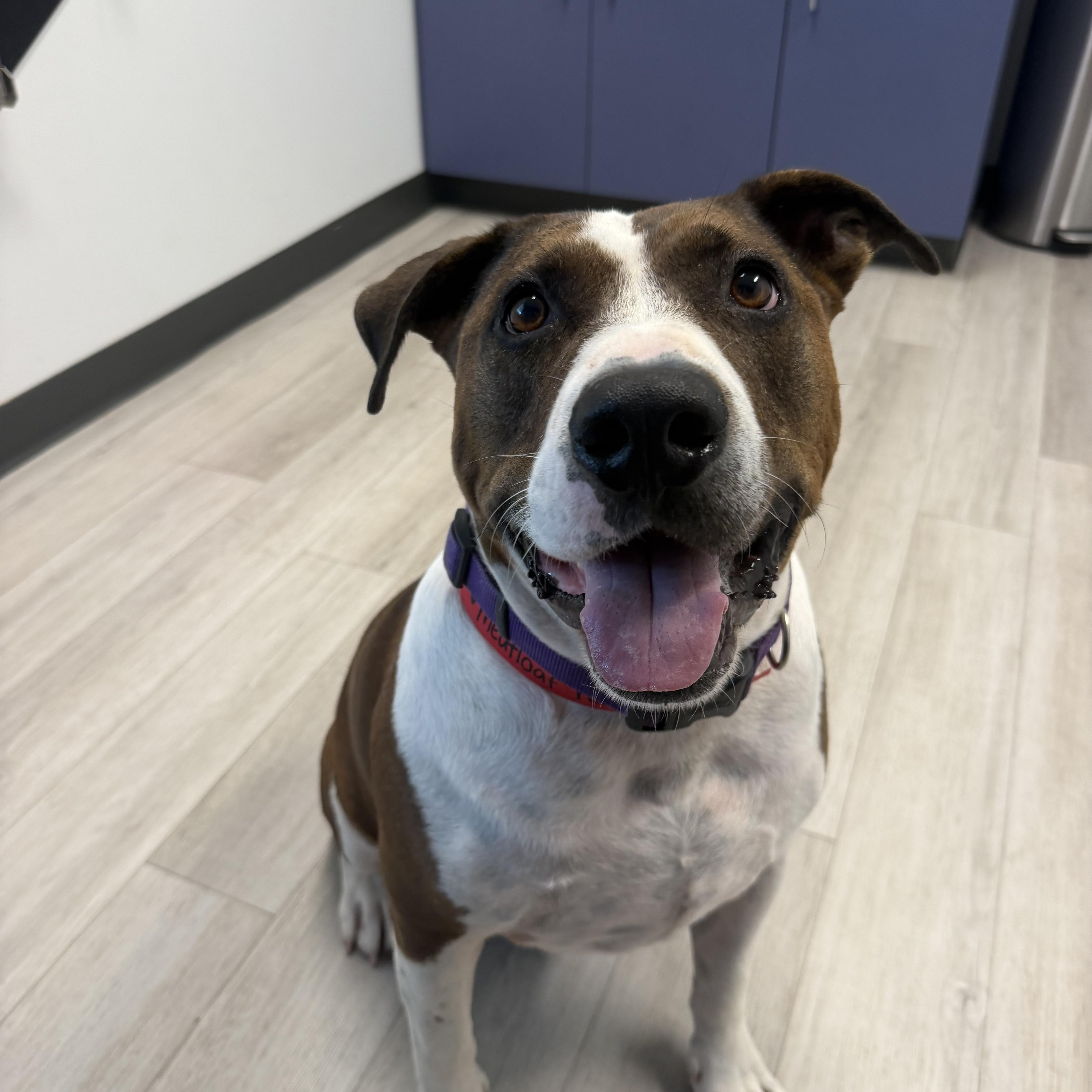Enlarge Meatloaf, a Adoptable mixed breed in Birmingham, AL image 1/6