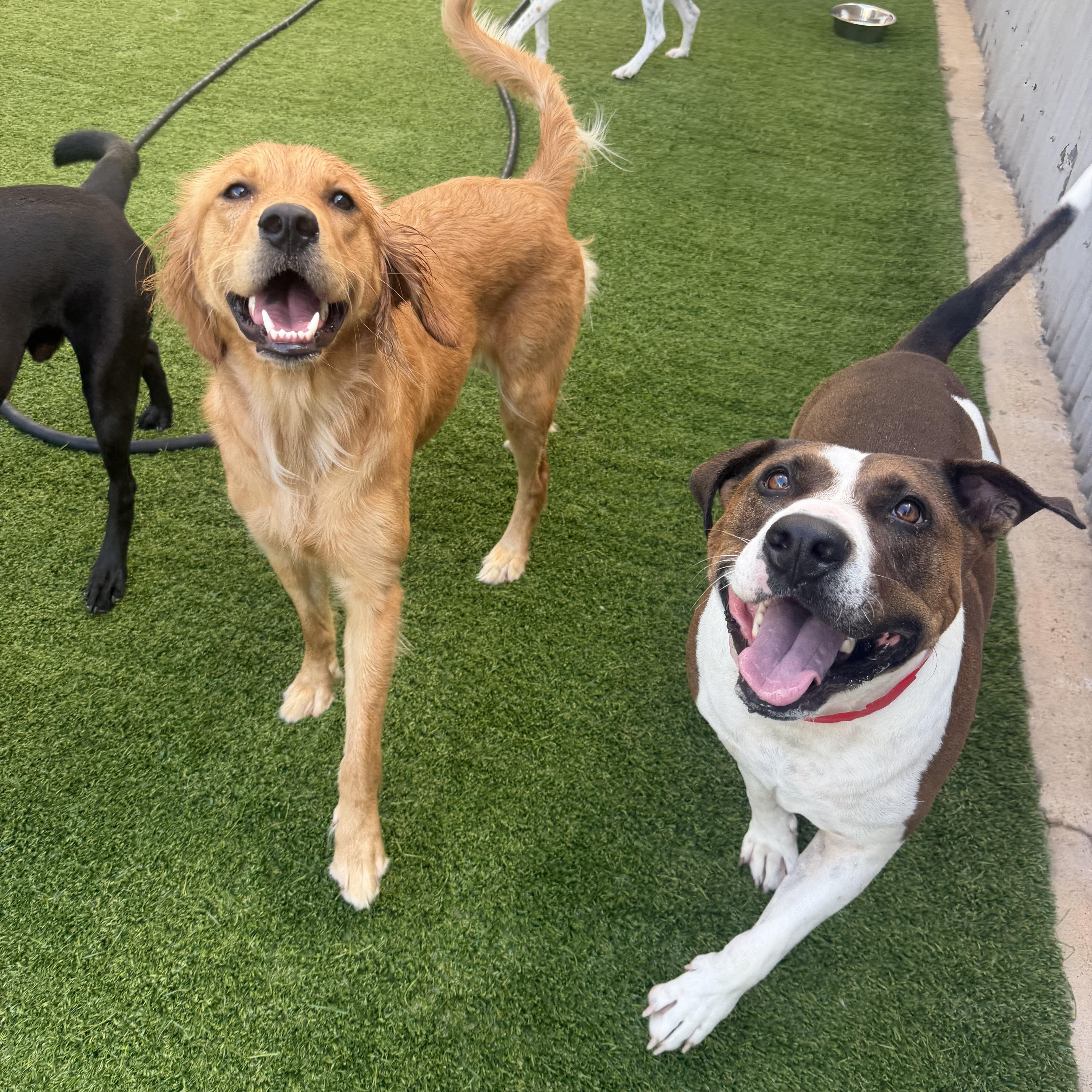 Enlarge Meatloaf, a Adoptable mixed breed in Birmingham, AL image 4/6