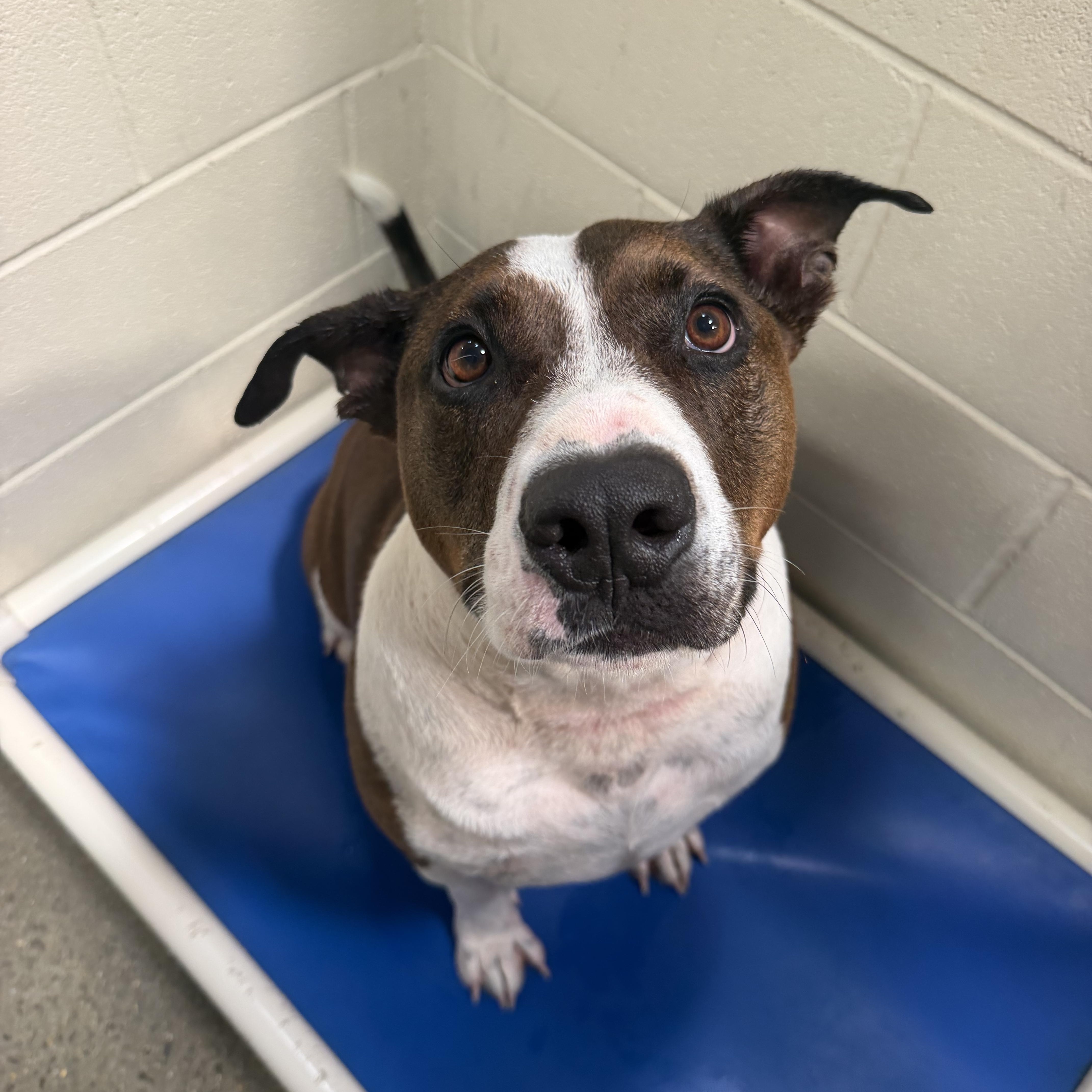 Enlarge Meatloaf, a Adoptable mixed breed in Birmingham, AL image 6/6