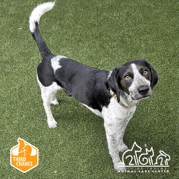 Enlarge SAINT, a Adoptable Pointer in Irvine, CA image 1/1