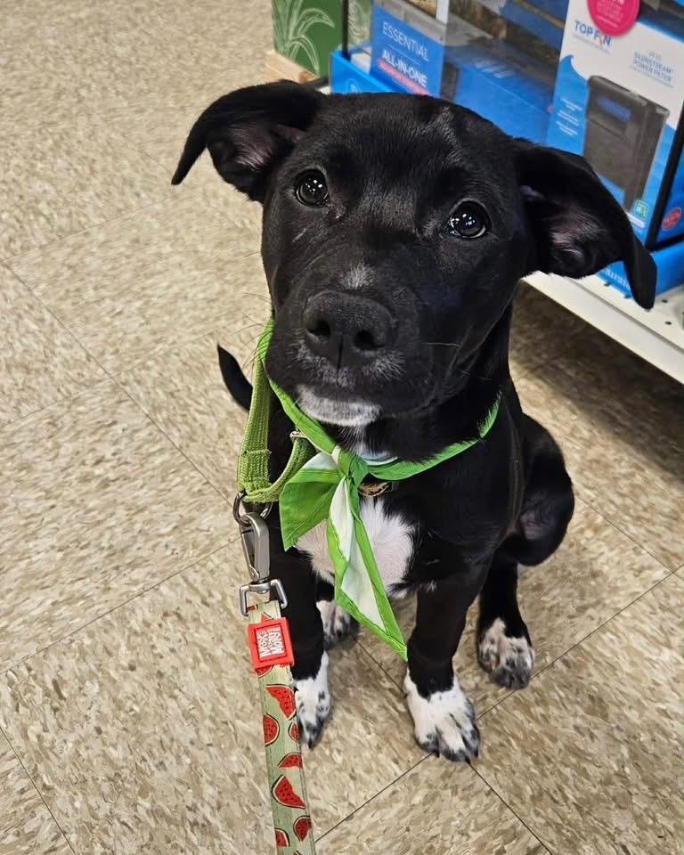 Poppy, Adopted, Puppy Female Golden Retriever & Labrador Retriever.