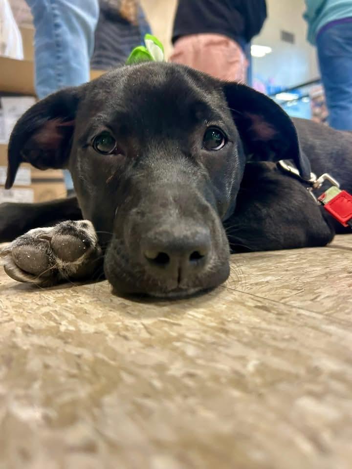 Enlarge Poppy, a Adopted mixed breed in Berlin, NJ image 2/3