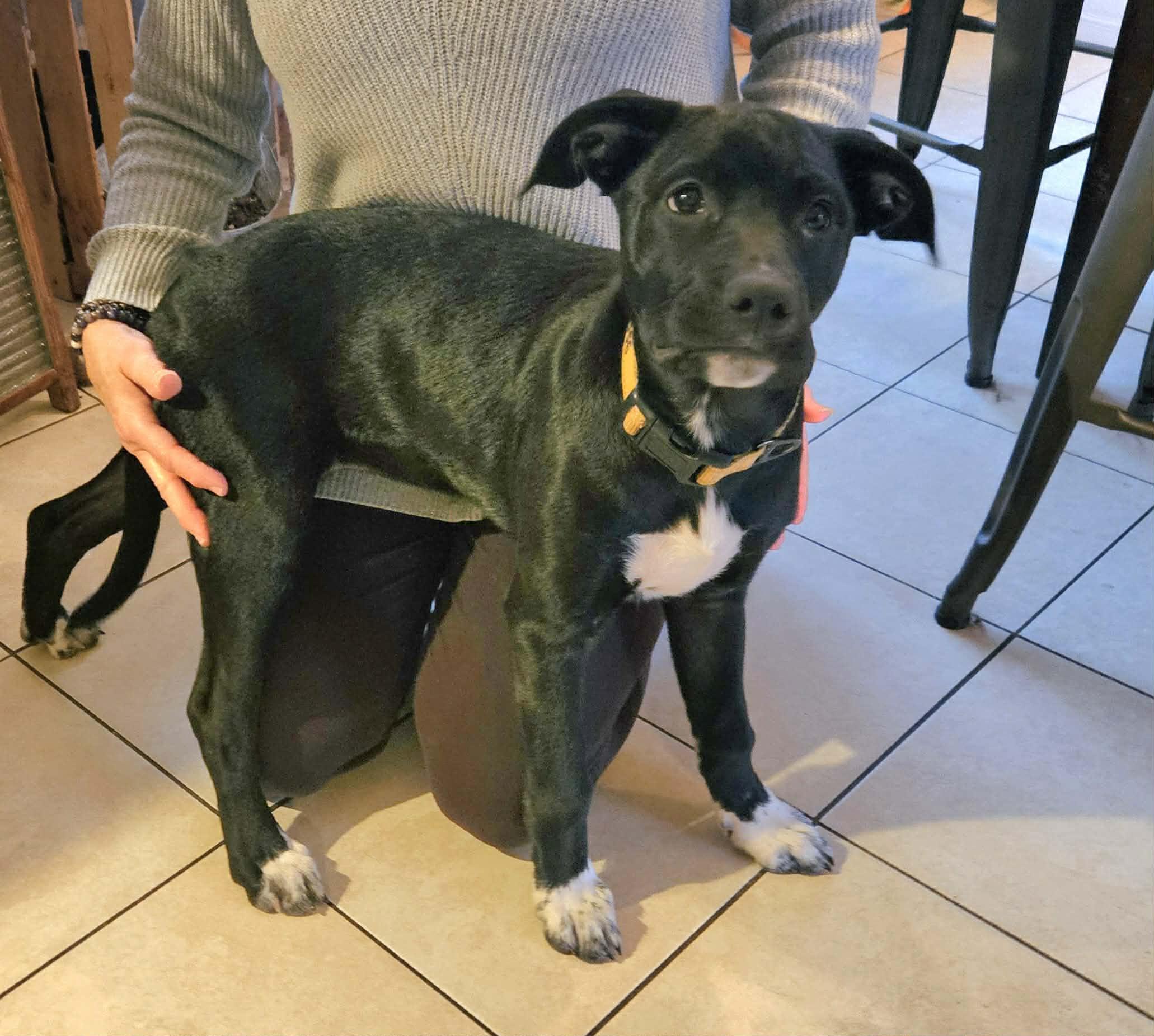 Enlarge Poppy, a Adopted mixed breed in Berlin, NJ image 3/3