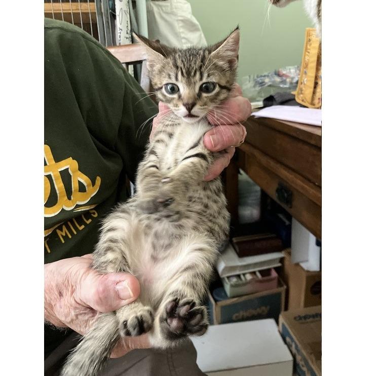 Sparrow Grant (Lucy kitten), Adoptable, Kitten Female Domestic Short Hair.