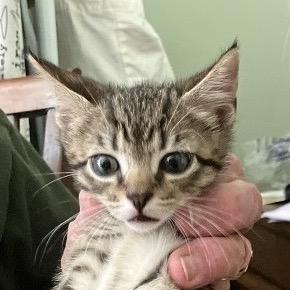 Enlarge Sparrow Grant (Lucy kitten), a Adoptable Domestic Short Hair in Merrifield, VA image 2/2