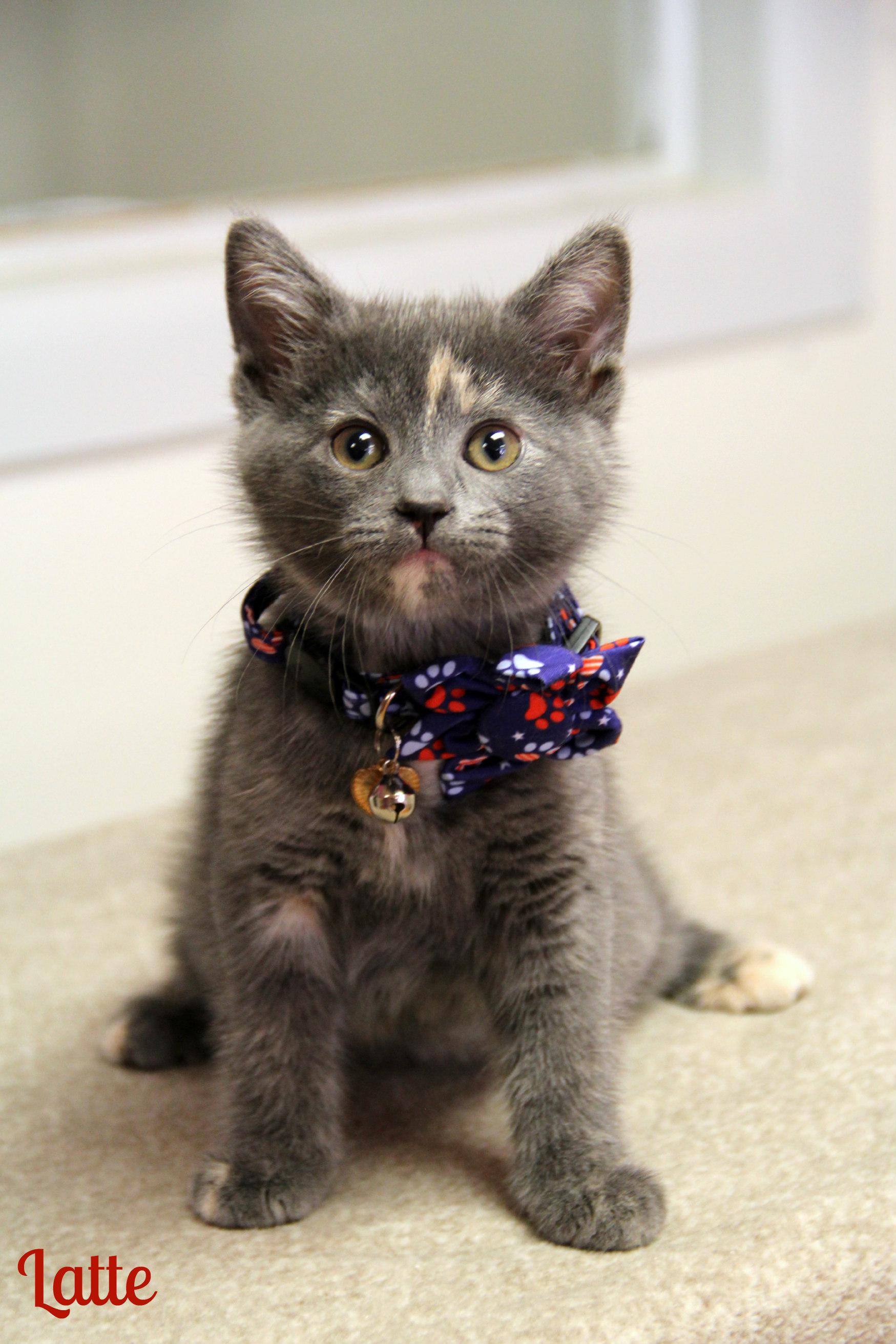 Enlarge Latte, an adopted Domestic Short Hair in Vinton, IA image 1/1